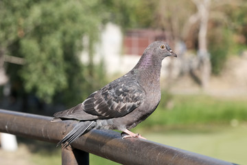Urban wild pigeon