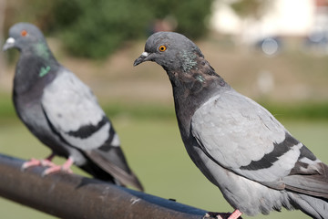 Urban wild pigeon