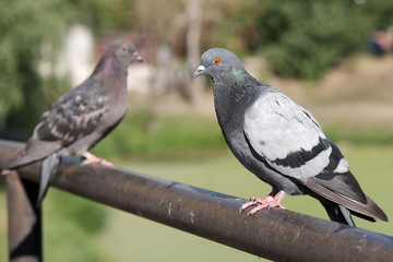 Urban wild pigeon