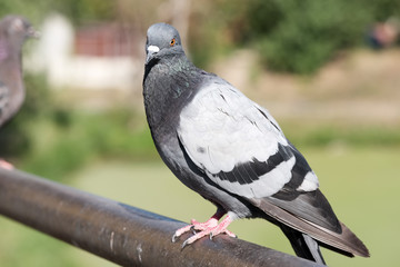 Urban wild pigeon
