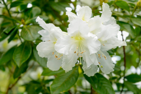 white rhododendron flowers in garden