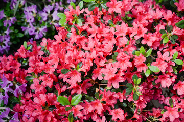 red and white  Red and violet azalea flowers in garden