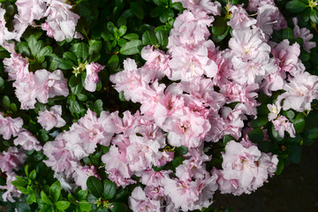 pink azalea flowers