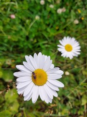 Fototapeta premium daisy in the garden