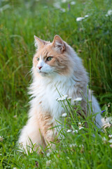 Naklejka na ściany i meble A norwegian forest cat male sitting on a meadow scoping his environment