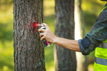 logging industry - forestry engineer marking tree trunk with red spray for cutting in deforestation...