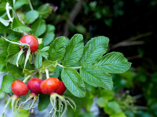 macro di bacche rosse in campagna