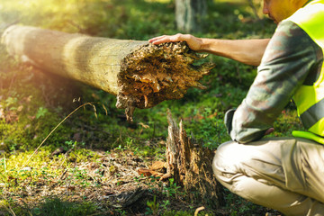 forest ecosystem - forestry worker inspecting old fallen tree