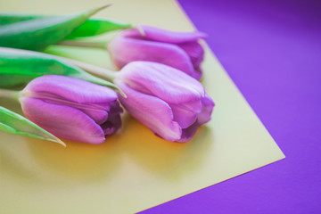  beautiful tulips on bright background with place for text