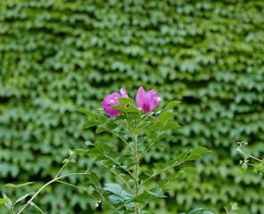 un fiore rosa che si staglia contro uno sfondo sfumato di rampicanti di edera