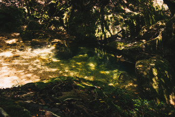 夏の新緑の山の中の景色