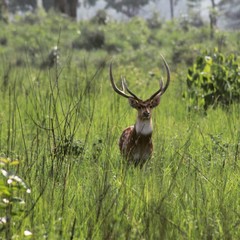 Deer in the Grass