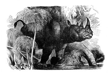 Rhinoceros in the old book Encyclopedic dictionary by A. Granat, vol. 6, S. Petersburg, 1894