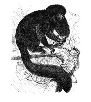 Tailed monkey in the old book Encyclopedic dictionary by A. Granat, vol. 6, S. Petersburg, 1894