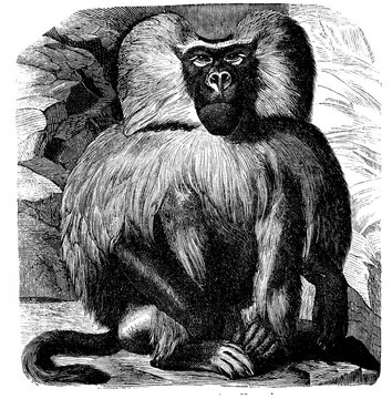 Baboon in the old book Encyclopedic dictionary by A. Granat, vol. 6, S. Petersburg, 1894