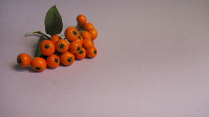 close a branch with berries ripe orange sea-buckthorn berries on a purple background