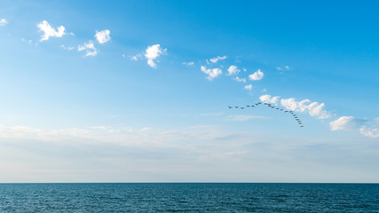 Fototapeta na wymiar A flock of migratory birds over sea