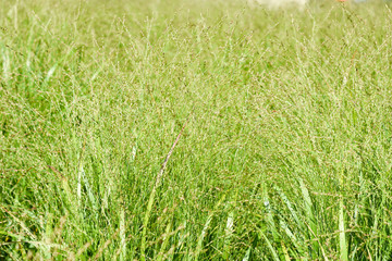 green grass background
