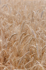 Wheat field background . Collection of field crops. Rural landscape. Background of ripening wheat ears in the field and sunlight. Field crops. . Field landscape.