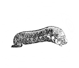 Illustration of wasp larva in the old book Encyclopedic dictionary by A. Granat, vol. 6, S. Petersburg, 1894