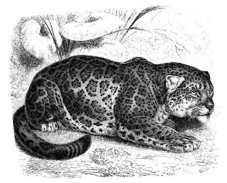Illustration of Jaguar in the old book Encyclopedic dictionary by A. Granat, vol. 6, S. Petersburg, 1894