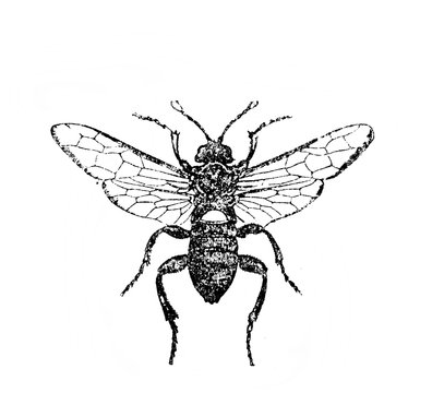 Illustration of wasp in the old book Encyclopedic dictionary by A. Granat, vol. 6, S. Petersburg, 1894