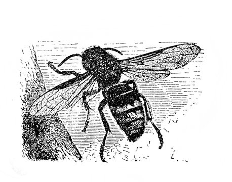 Illustration of wasp in the old book Encyclopedic dictionary by A. Granat, vol. 6, S. Petersburg, 1894