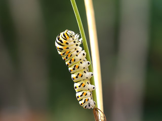Fourth instar Black swallowtail butterly caterpillar on Dog Fennel, with its yellow osmeterium visible on its head for defense