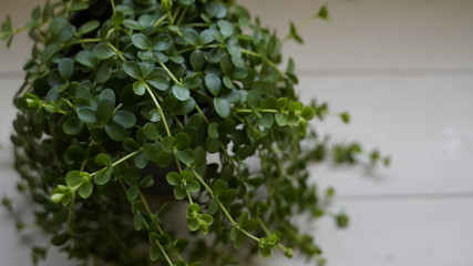 植物