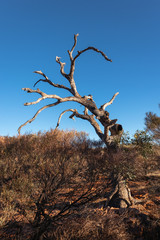 Dry tree surrounded by bush and local vegetation at Kings Canyon, Watarrka national park, Northern Territory NT, Australia. Vertical picture