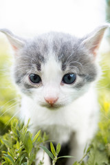 Obraz na płótnie Canvas kitten on the grass.