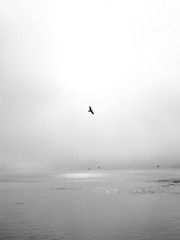 seagull on the beach