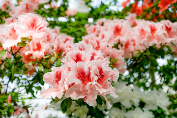 pink and white azalea flowers in garden