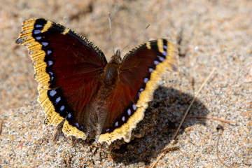 Pretty Moth