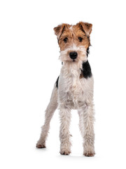 Cute Fox Terrier dog pup standing facing front. Looking at camera with curious dark eyes. Isolated...