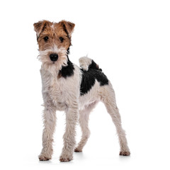 Cute Fox Terrier dog pup standing standing side ways. Looking at camera with curious dark eyes. Isolated on white background.