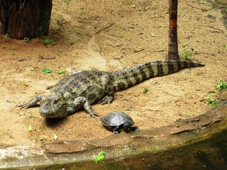 Alligator