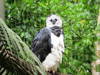 Exotischer Vogel