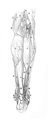 Muscles and veins of the leg from the back in the old book Surgery Atlas by Dr. Greb, St. Petersburg, 1869