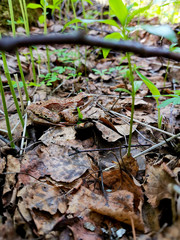 autumn leaves on the ground