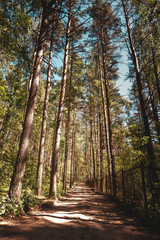 pine forest, blue sky, sunny summer day