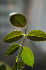 Fototapeta premium Microscopic spider mites quickly move along the cobweb entangling the leaves of a house indoor plant. Close-up. Selective focus.