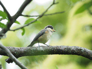梅の木に留まるヤマガラの幼鳥