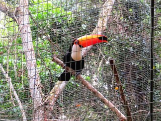 Papagei © juppi1310