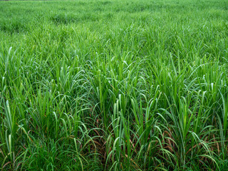 Sugarcane fields with many small trees are growing.