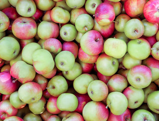 Lots of ripe green, red apples. View from above. Warm sunlight. Background