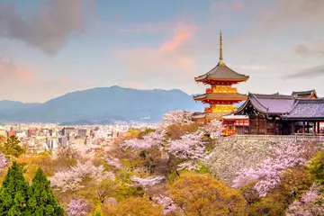 Poster Kiyomizu-dera Tempel en kersenbloesemseizoen (Sakura) lentetijd in Kyoto © f11photo