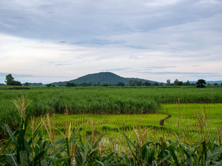 Fototapeta premium Agricultural areas in rural areas of Thailand with rice and sugarcane cultivation