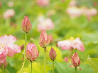 Obraz premium ピンクの蓮の花