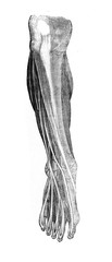 Muscles of the leg  in the old book Surgery Atlas by Dr. Greb, St. Petersburg, 1869
